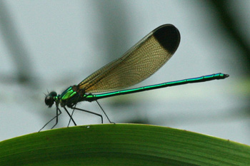 Sparkling Jewelwing